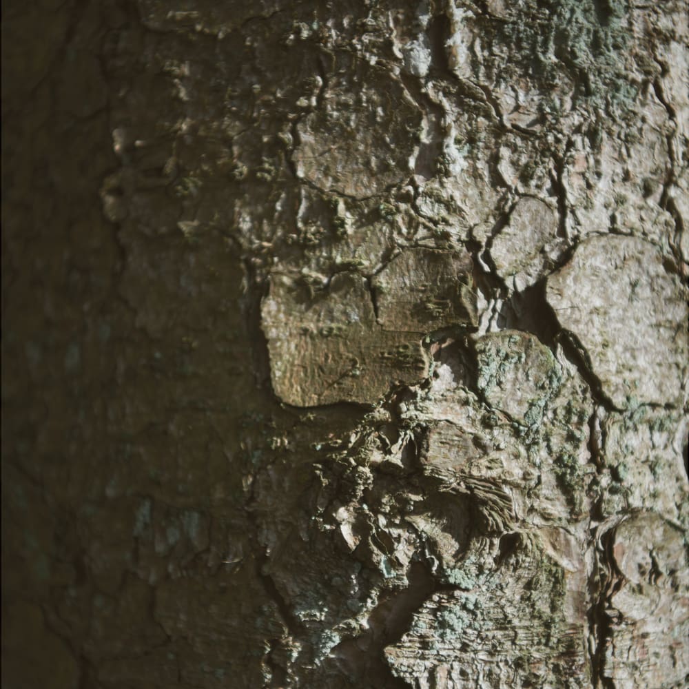 Træ Bark Fsc Dunlopillo